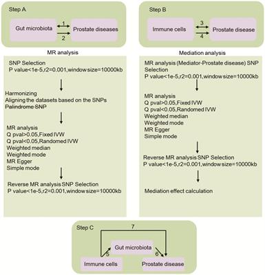 Causality investigation among gut microbiota, immune cells, and prostate diseases: a Mendelian randomization study